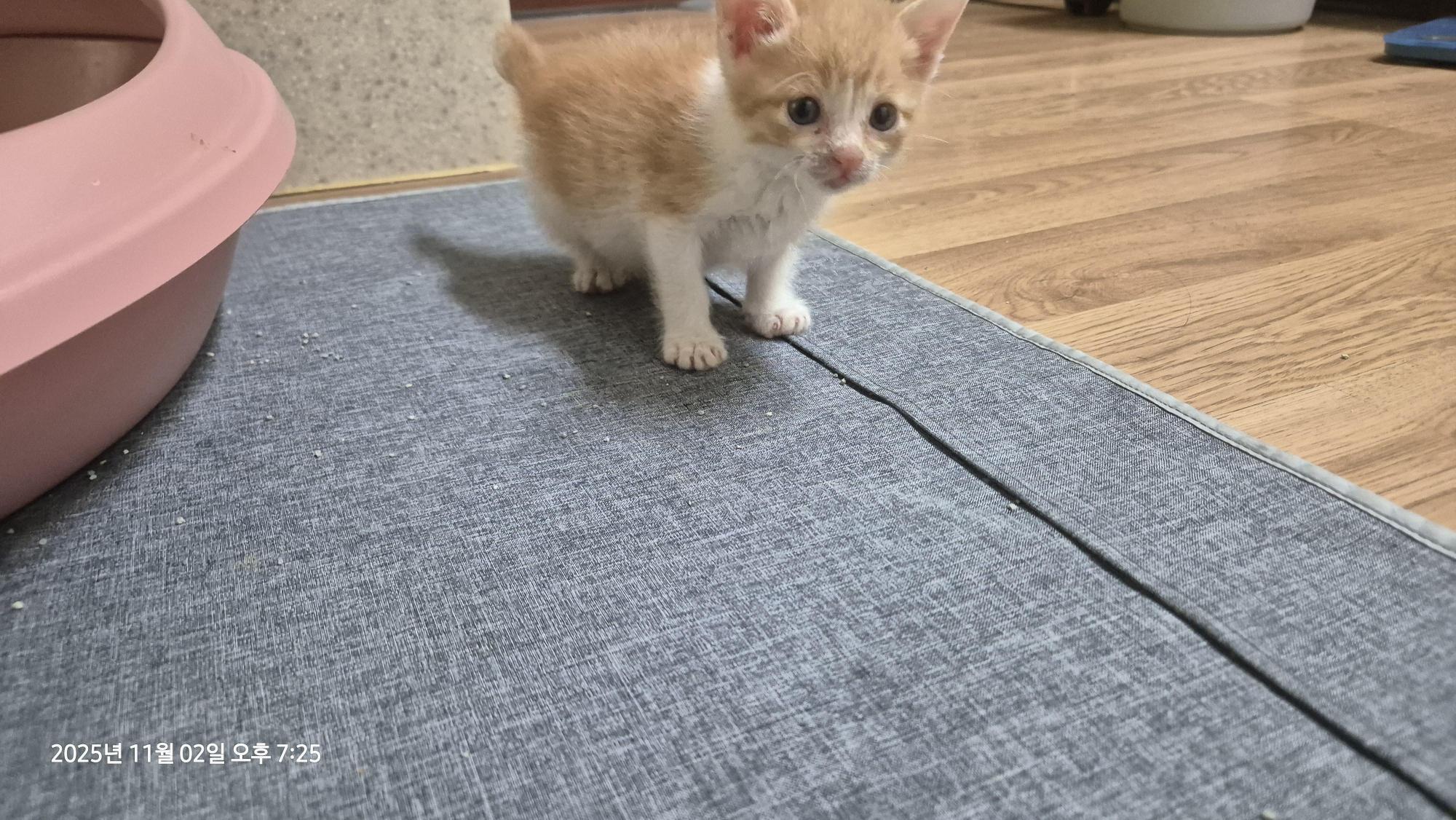 보호중 한국 고양이…